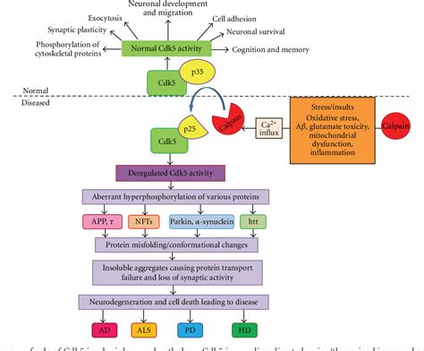 Figure 1 From Oxidative Stress In Neurodegeneration Semantic Scholar