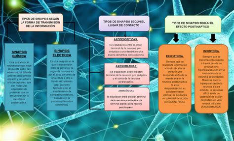 Cuadro Comparativo De Los Dos Tipos De Sinapsis Sinapsis El Ctrica