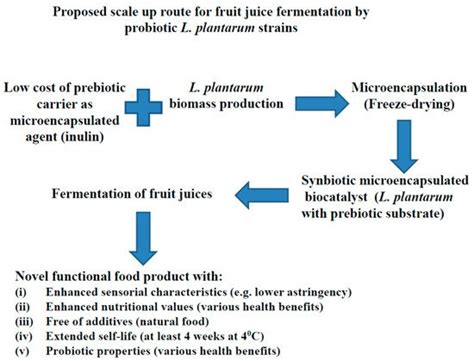 Lactiplantibacillus Lpb Plantarum Encyclopedia Mdpi