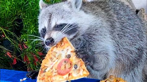 Raccoons Are Stealing My Pizza Funny Taste Test YouTube