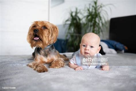 Of Baby Yorkies Photos And Premium High Res Pictures Getty Images