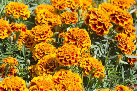 Reasons Your Marigolds Aren T Blooming And How To Fix Them Pepper S