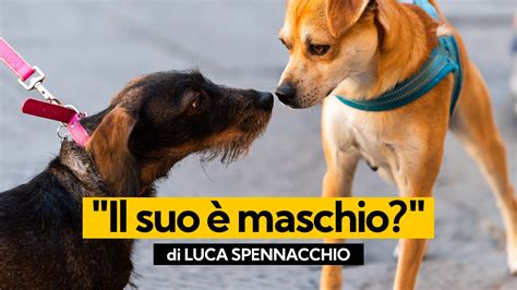 Addottare Un Cane Maschio O Femmina