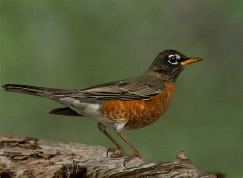 Hummingbirds In Pennsylvania 6 Most Common Species You Can See