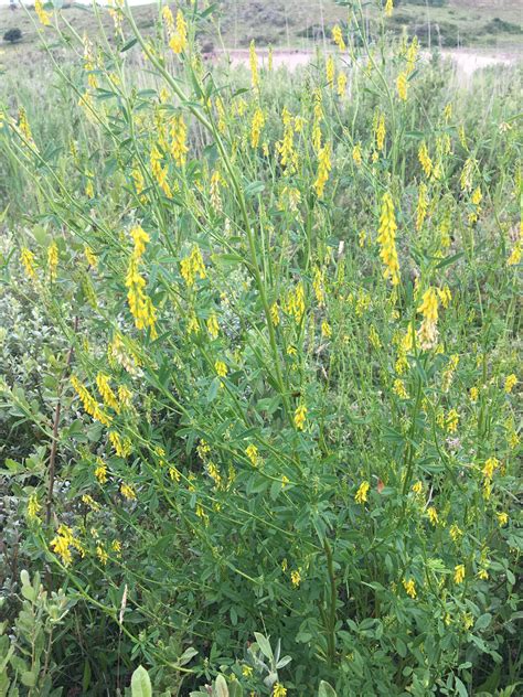 Ohio invasive species list. Yellow sweet clover: Melilotus officinalis | Duin