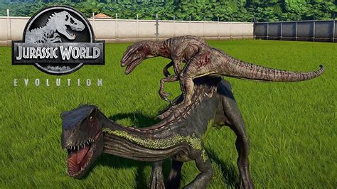 Indoraptor Vs Velociraptor Battle Jurassic World Evolution Youtube