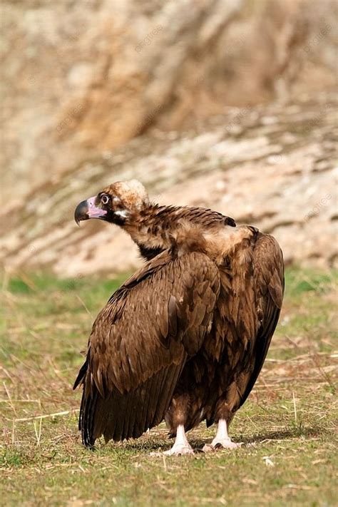 The Majestic Wild Black Vulture In Its Habitat Background And Picture ...