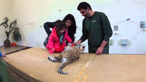 Naomi Petting Baby Tiger At Paphos Zoo Youtube