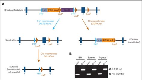 Figure 1 From Dissecting The Role Of SWI SNF Component ARID1B In Steady