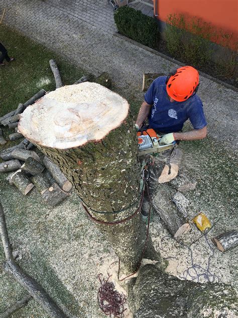 Tala de pinos en zonas urbanas cuándo es recomendable realizarla