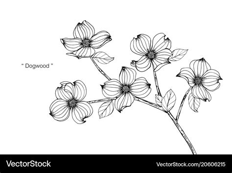 Dogwood flower drawing Royalty Free Vector Image