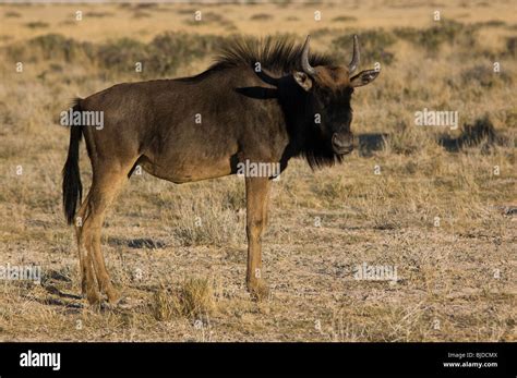 Gnu horns hi-res stock photography and images - Alamy