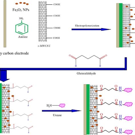 Schematic Representation Of Fabrication Of Working Electrode For Urea