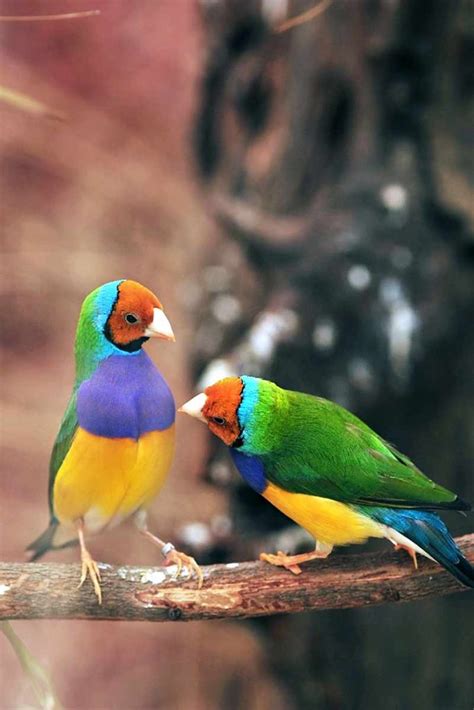 Gouldian Finch As A Pet Pets Society