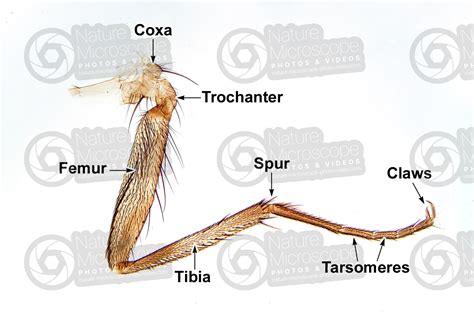 Insect Leg Anatomy