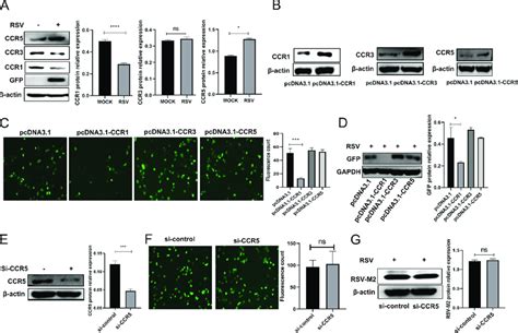 Ccr1 Expression Decreased In A549 Cells Infected With Rsv And The Ccr1