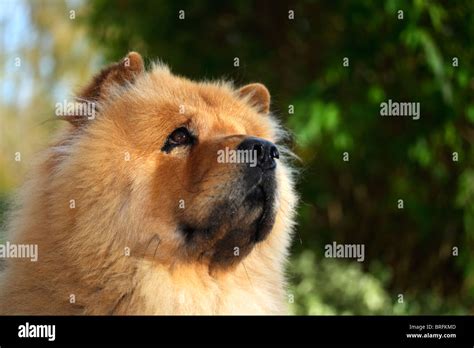 Male Chow Chow Dog Looking Attentive Portrait Stock Photo Alamy