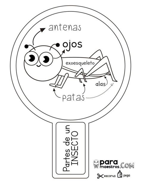 Aprendemos Cosas Curiosas Sobre Insectos En Actividades De