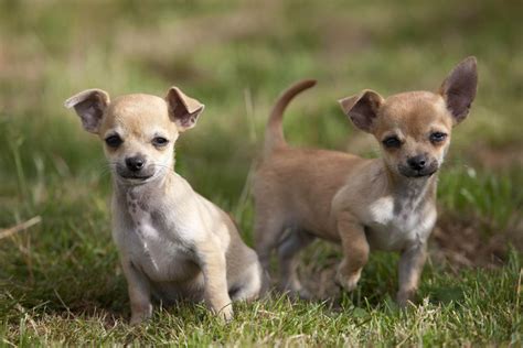 Chihuahua Caractère Et éducation Ooreka