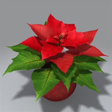 Flor De Nochebuena Modelo D Fbx Obj Max Free D