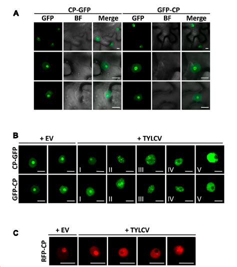 Figure From Dynamic Virus Dependent Subnuclear Localization Of The