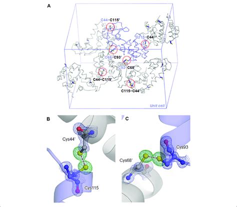 Disulfide Cross Links In The Snat T L Crystal A Symmetry Related