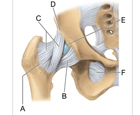 Hip Joint Ligaments Anterior Diagram Quizlet