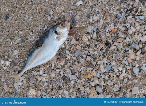 Existe Peixe No Mar Morto