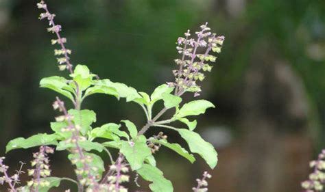 Tulsi Pujan Diwas 2017: Importance & Uses of Ocimum Tenuiflorum & Puja Rituals of This Festival ...