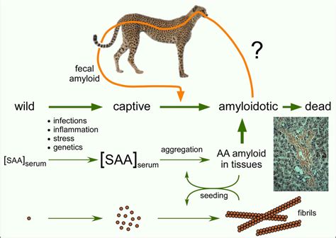 Diagram Of Aa Amyloid Formation And The Potential Prion Like