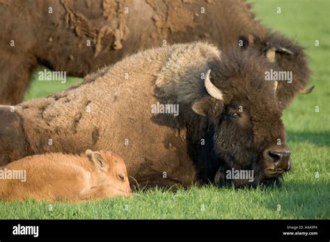 American Bison with Calf Stock Photo - Alamy