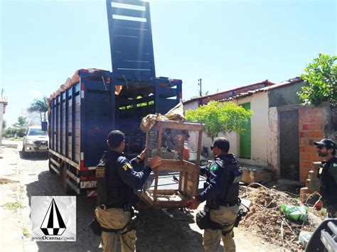 Ipupiara Prf E Ibama Realizam OperaÇÃo Contra Crimes Ambientais