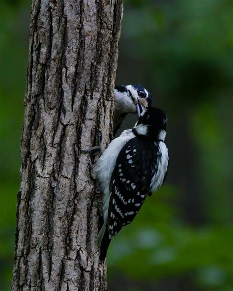 Downy Woodpecker