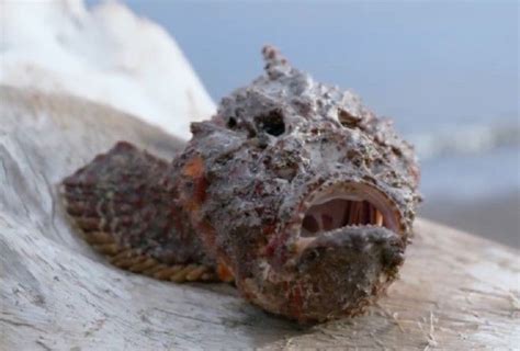 Stonefish: The World’s Deadliest And Most Venomous Fish