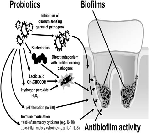 Schematic Representation Of Different Mechanisms Of Probiotics Action