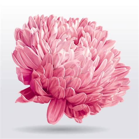 free clip art chrysanthemum 10 free Cliparts | Download images on ...