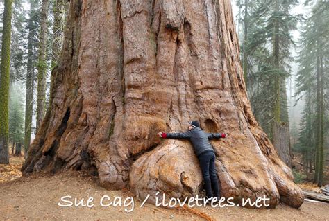 Sequoia National Park – I Love Trees