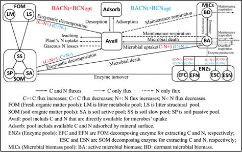 Changes Of Carbon C And Nitrogen N Fluxes When Microbes Are C