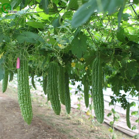 Bitter gourd Facts, Health Benefits and Nutritional Value