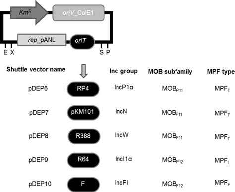 Shuttle Vector Series Mobilizable Vectors Are Based On Plasmid Psb1k3