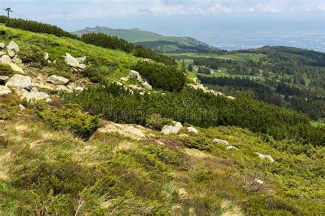 Panorama With Green Hills At Vitosha Mountain Bulgaria Stock Image