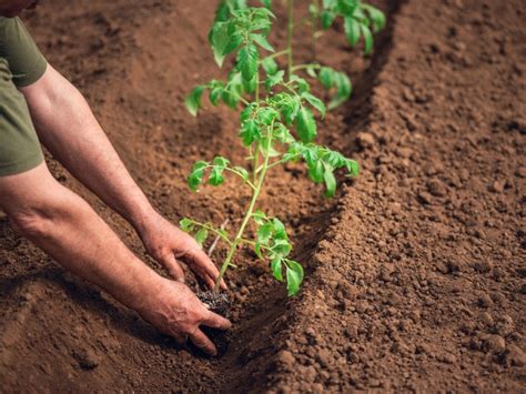 Grow Stronger Tomatoes With Trench Planting