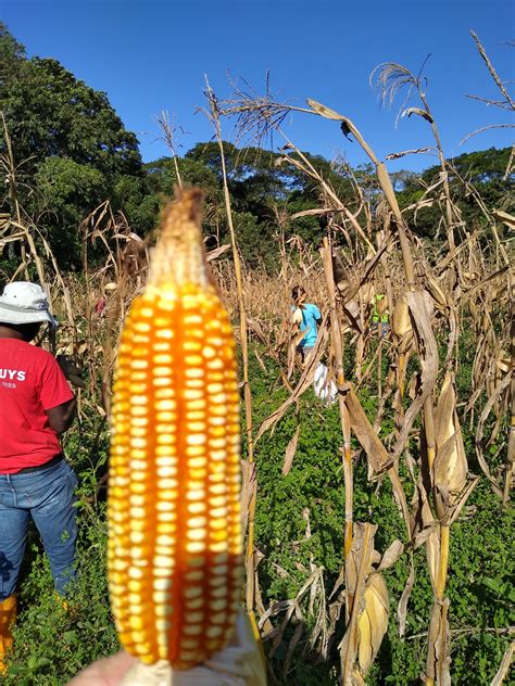 New Roots » Corn Harvest – January 2020