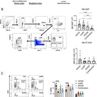 Autophagy Inhibition Reduces Human FLT3 ITD AML CD34 Cell Growth And