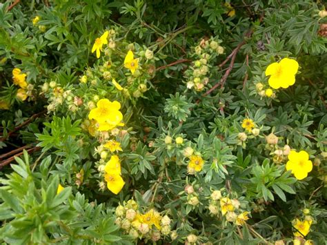 Shrub with bright yellow flowers identification | Bloom, Yellow flowers, Shrubs