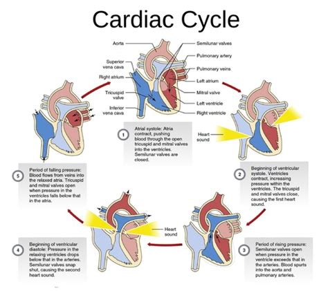 Cardiac Cycle Flashcards Quizlet