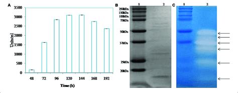 A Time Course Of Protease Produced By Isolate S After