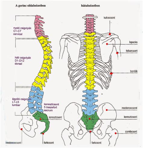 T Rk P Csigolya T Rk P Anatomy Study Vet Tech Physiotherapy Color