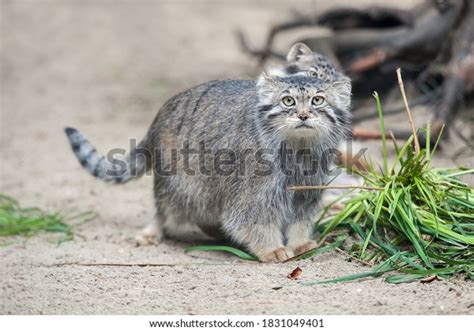 Pallass Cat Otocolobus Manul Manul Living Stock Photo 1831049401