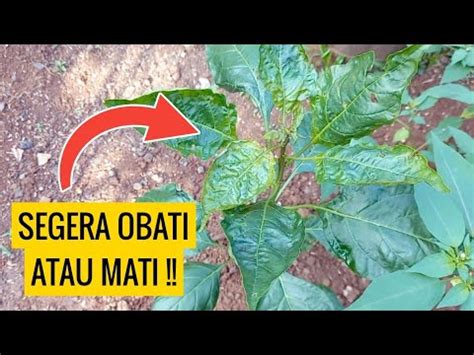 Cara Mengobati Daun Keriting Mengkerut Pada Cabe Dengan Pestisida Bahan